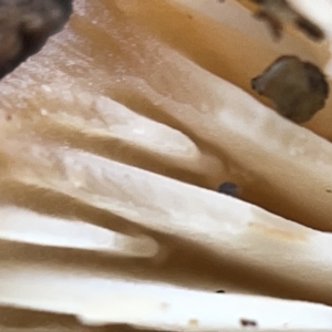 zz agaric (stem; gills white/cream) at Nicholls, ACT - 8 Apr 2023 11:43 AM