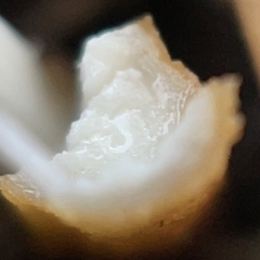 zz agaric (stem; gills white/cream) at Nicholls, ACT - 8 Apr 2023