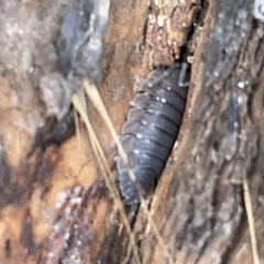 Porcellio scaber (Common slater) at Nicholls, ACT - 8 Apr 2023 by Hejor1