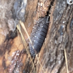 Porcellio scaber at Nicholls, ACT - 8 Apr 2023 11:01 AM