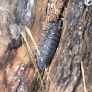 Porcellio scaber at Nicholls, ACT - 8 Apr 2023 11:01 AM