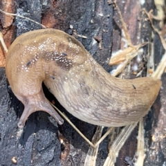 Ambigolimax sp. (valentius and waterstoni) (Striped Field Slug) at Nicholls, ACT - 8 Apr 2023 by Hejor1