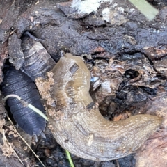 Ambigolimax sp. (valentius and waterstoni) at Nicholls, ACT - 8 Apr 2023