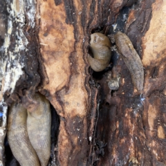 Ambigolimax sp. (valentius and waterstoni) at Nicholls, ACT - 8 Apr 2023