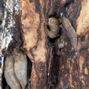 Ambigolimax sp. (valentius and waterstoni) at Nicholls, ACT - 8 Apr 2023