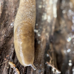 Ambigolimax sp. (valentius and waterstoni) at Nicholls, ACT - 8 Apr 2023