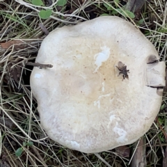 Agaricus sp. (Agaricus) at Gungahlin Pond - 8 Apr 2023 by Hejor1