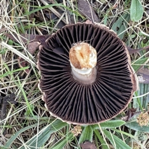 Agaricus sp. at Nicholls, ACT - 8 Apr 2023