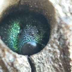 Chrysididae (family) (Cuckoo wasp or Emerald wasp) at Gungahlin Pond - 8 Apr 2023 by Hejor1