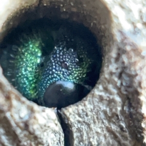 Chrysididae (family) at Nicholls, ACT - 8 Apr 2023 11:35 AM