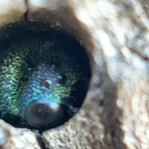 Chrysididae (family) at Nicholls, ACT - 8 Apr 2023