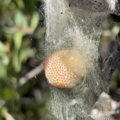 Unidentified Other web-building spider at Nicholls, ACT - 8 Apr 2023 by Hejor1