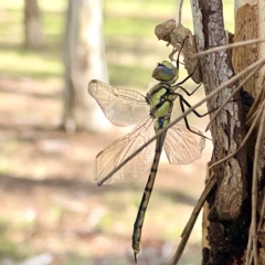 Hemicordulia tau (Tau Emerald) at Gungahlin Pond - 8 Apr 2023 by Hejor1