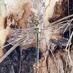 Hemicordulia tau at Nicholls, ACT - 8 Apr 2023