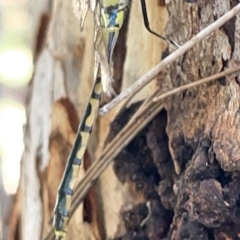 Hemicordulia tau at Nicholls, ACT - 8 Apr 2023