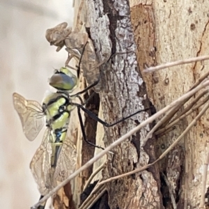 Hemicordulia tau at Nicholls, ACT - 8 Apr 2023