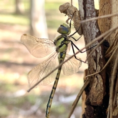 Hemicordulia tau at Nicholls, ACT - 8 Apr 2023