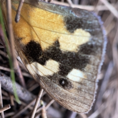 Heteronympha merope (Common Brown Butterfly) at Nicholls, ACT - 8 Apr 2023 by Hejor1