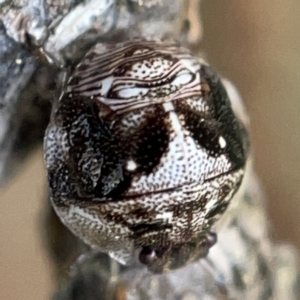 Pentatomidae (family) at Nicholls, ACT - 8 Apr 2023