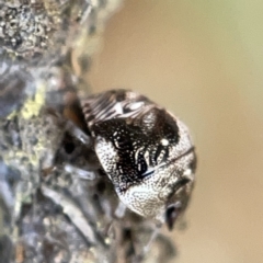 Pentatomidae (family) at Nicholls, ACT - 8 Apr 2023