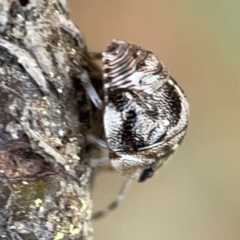 Pentatomidae (family) at Nicholls, ACT - 8 Apr 2023 11:08 AM