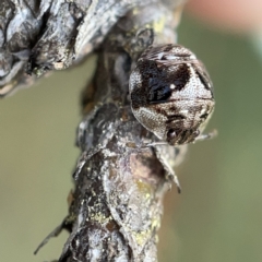 Pentatomidae (family) at Nicholls, ACT - 8 Apr 2023 11:08 AM