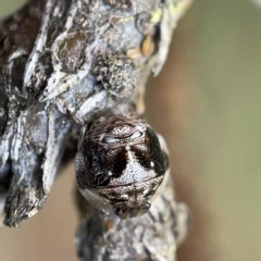 Pentatomidae (family) at Nicholls, ACT - 8 Apr 2023