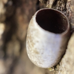 Doratifera (genus) at Nicholls, ACT - 8 Apr 2023