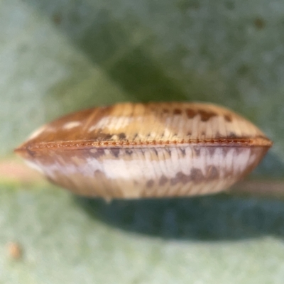 Ellipsidion australe at Gungahlin Pond - 8 Apr 2023 by Hejor1