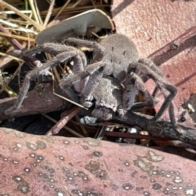 Isopeda (genus) (Huntsman Spider) at Nicholls, ACT - 8 Apr 2023 by Hejor1