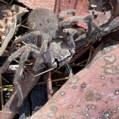 Isopeda sp. (genus) at Nicholls, ACT - 8 Apr 2023 10:45 AM