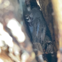 Isopeda sp. (genus) at Nicholls, ACT - 8 Apr 2023