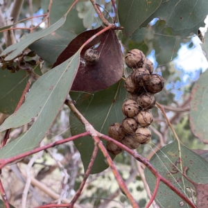 Celaenia excavata at Nicholls, ACT - 8 Apr 2023 10:17 AM