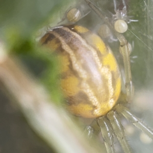 Deliochus pulcher at Gungahlin Pond - 8 Apr 2023