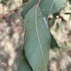 Deliochus pulcher at Gungahlin Pond - 8 Apr 2023