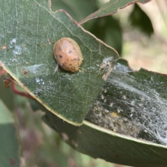 Deliochus pulcher at Gungahlin Pond - 8 Apr 2023