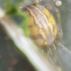 Deliochus pulcher at Gungahlin Pond - 8 Apr 2023 10:10 AM