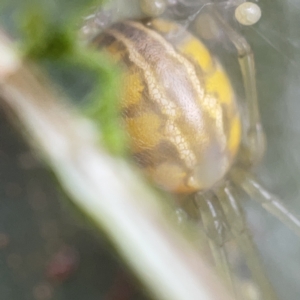 Deliochus pulcher at Gungahlin Pond - 8 Apr 2023