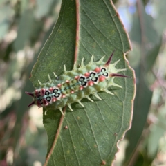 Doratifera quadriguttata (Four-spotted Cup Moth) at Gungahlin Pond - 8 Apr 2023 by Hejor1