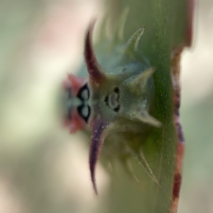 Doratifera quadriguttata at Nicholls, ACT - 8 Apr 2023