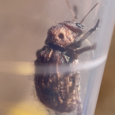 Cadmus (Brachycaulus) ferrugineus (Leaf beetle) at Nicholls, ACT - 7 Apr 2023 by Hejor1