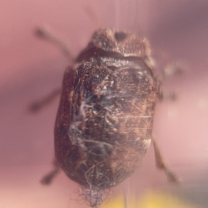 Cadmus (Brachycaulus) ferrugineus at Nicholls, ACT - 8 Apr 2023