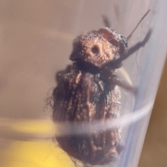 Cadmus (Brachycaulus) ferrugineus at Nicholls, ACT - 8 Apr 2023