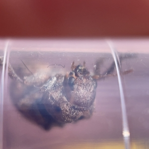 Cadmus (Brachycaulus) ferrugineus at Nicholls, ACT - 8 Apr 2023