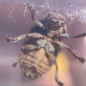 Cadmus (Brachycaulus) ferrugineus at Nicholls, ACT - 8 Apr 2023