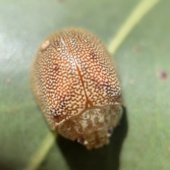 Paropsis atomaria (Eucalyptus leaf beetle) at Nicholls, ACT - 7 Apr 2023 by Hejor1