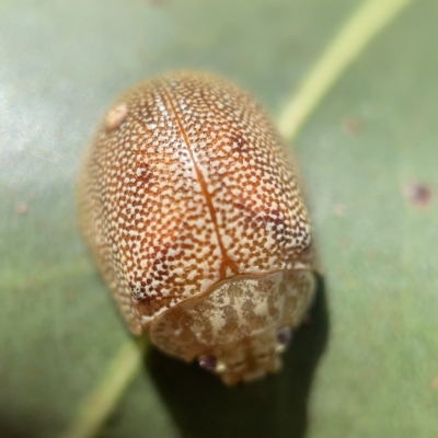 Paropsis atomaria (Eucalyptus leaf beetle) at Nicholls, ACT - 8 Apr 2023 by Hejor1