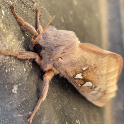 Oxycanus (genus) (Unidentified Oxycanus moths) at Casey, ACT - 7 Apr 2023 by Hejor1