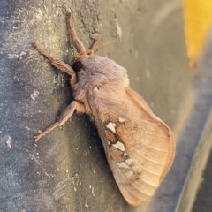 Oxycanus (genus) at Casey, ACT - 8 Apr 2023 09:34 AM