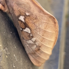 Oxycanus (genus) at Casey, ACT - 8 Apr 2023 09:34 AM